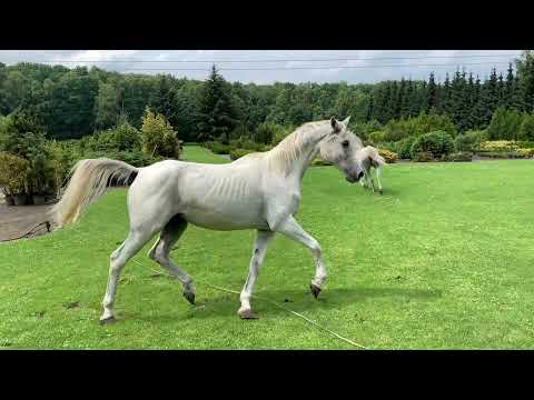 Wideo: Canadian Horse