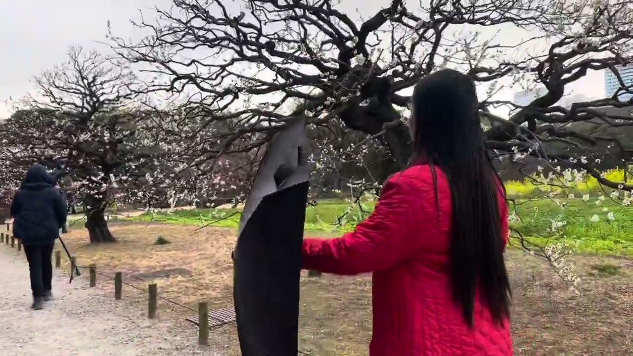 early winter sakura in tokyo japan