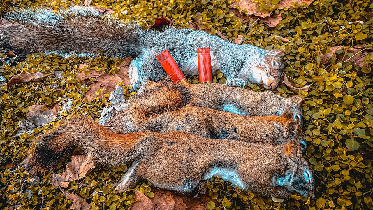 Охота на белок с 12-м калибром!