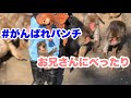 パンチくん、飼育員のお兄さんにべったり(Punch-kun is clinging to the zookeeper) 2026.03.10 市川市動植物園