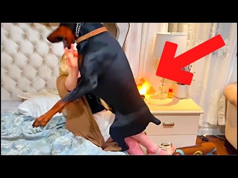 Video: ¡Ayuda! Mi perro no le gusta a mi marido