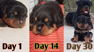 Rottweiler puppies growing  up day 1 to day 32 || growth of puppies || quality rottweiler puppies by Dog baba Lucky dagar 5,084 views 1 year ago 5 minutes, 12 seconds