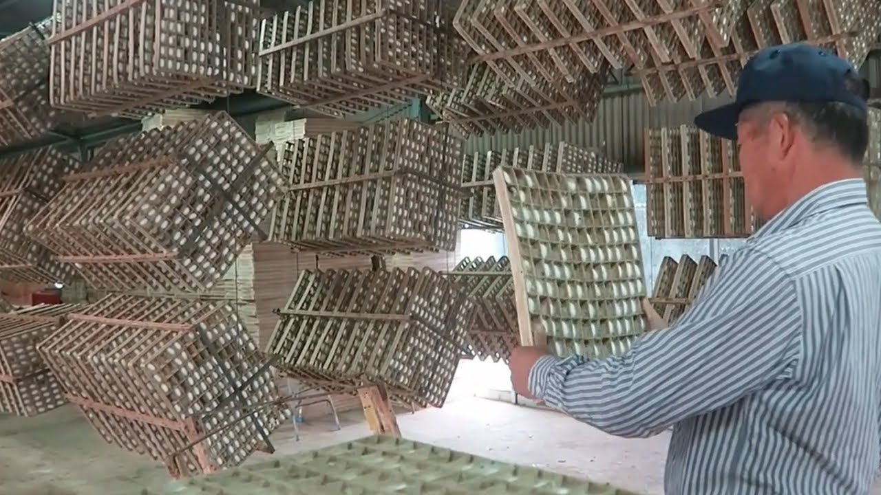 How Japanese Farming Million of SilkWorm for silk Silk cocoon harvest