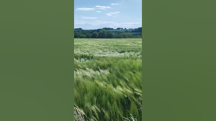 am Meer #feld #getreide #weizen #roggen #hafer #grün #natur
