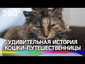 Кошка-разведчица устроила переполох среди военных и заставила их поменять маршрут