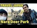 Travel Japan II Nara deer park II Indian in japan II Rom Rom Ji