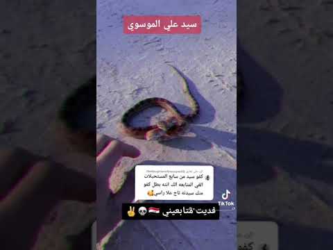 احفاد رسول الله لا تأذيهم الافاعي