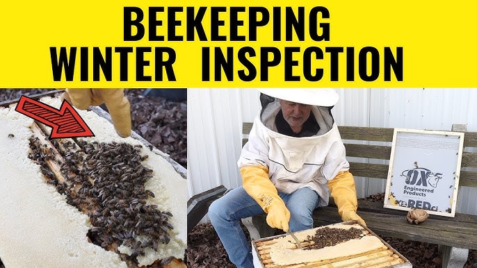 10 Tips for New Beekeepers