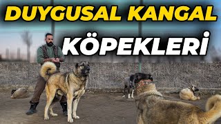 "KURDA GİTMEYEN KANGAL DA KANGALDIR!" - Altın Kangal Köpek Çiftliği / Umut Taşdelen