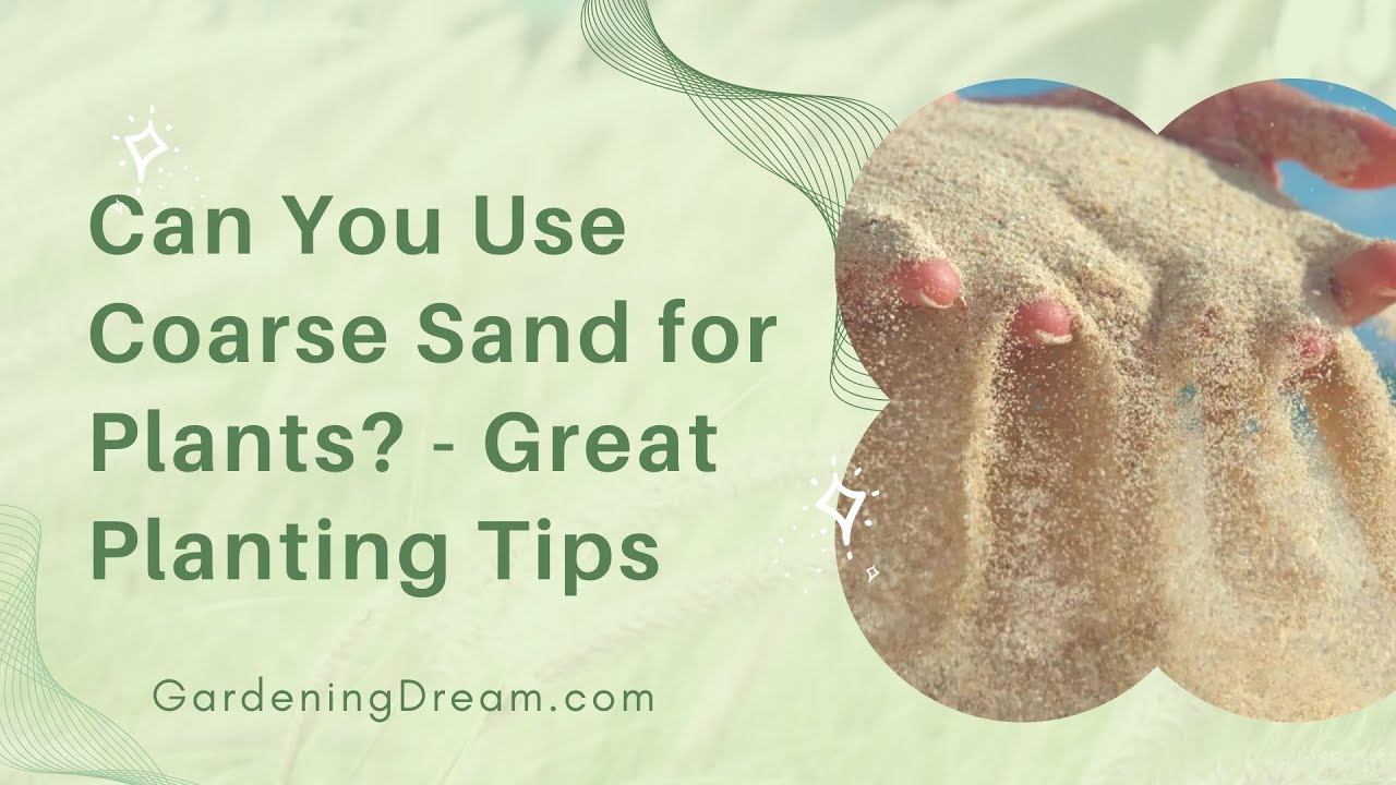 Can You Use Coarse Sand for Plants? - Great Planting Tips 