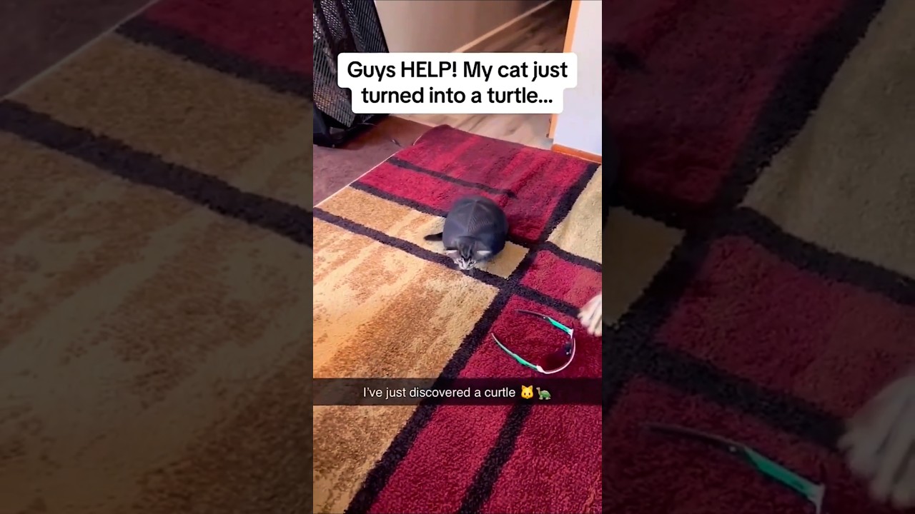 Watch This Cat Turn Into Bread Loaf And Turtle In Seconds