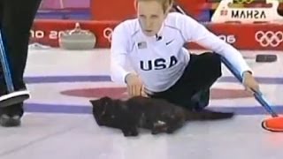 Керлинг с котами  Olympic Cat Curling ! Олимпиада среди котов