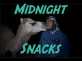 FEEDING ALL MY ANIMALS AT NIGHT ( ZORSE ALMOST BIT OFF MY FINGER!!!!! )
