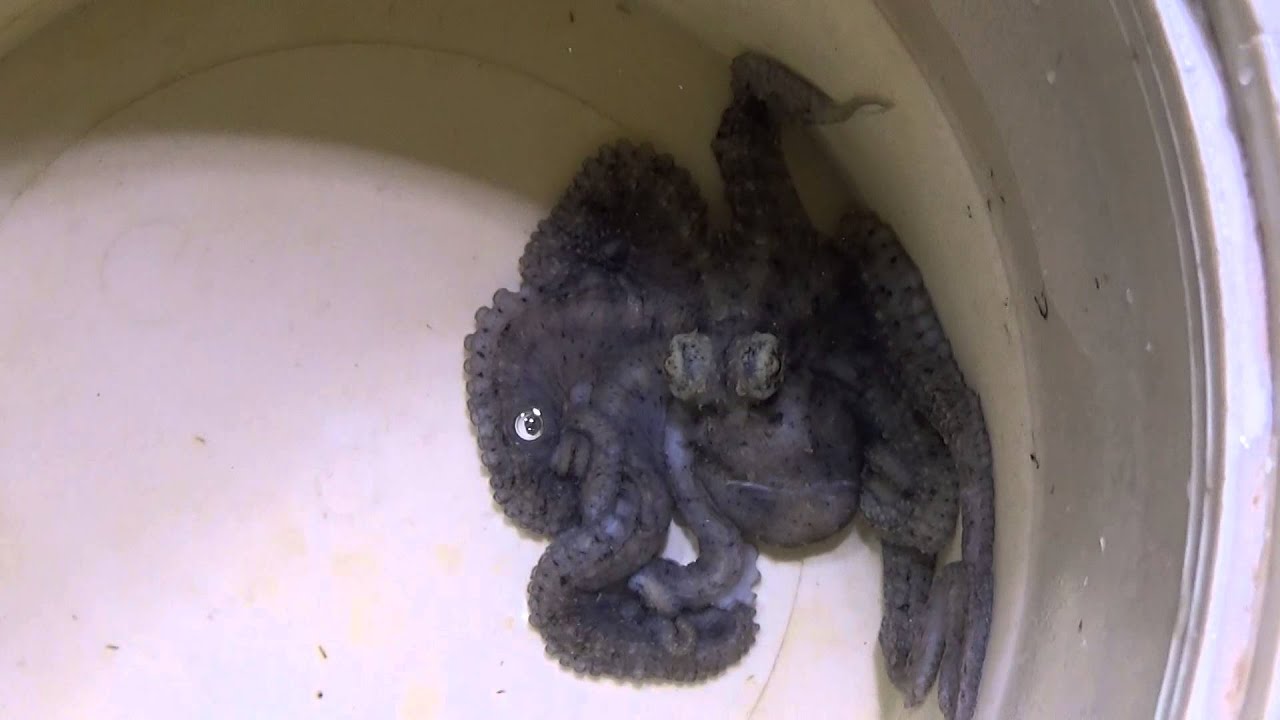 DWARF OCTOPUS YouTube