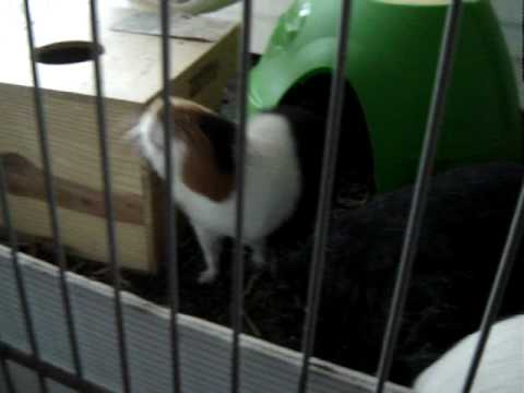 Two Guinea Pigs Begging