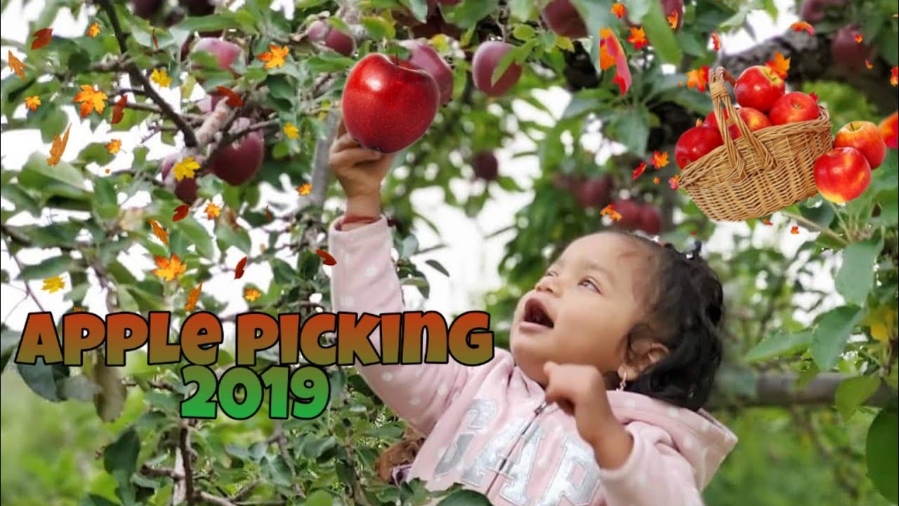 APPLE PICKING 2019 MASKER ORCHARDS WARWICK, NY (1080P) YouTube