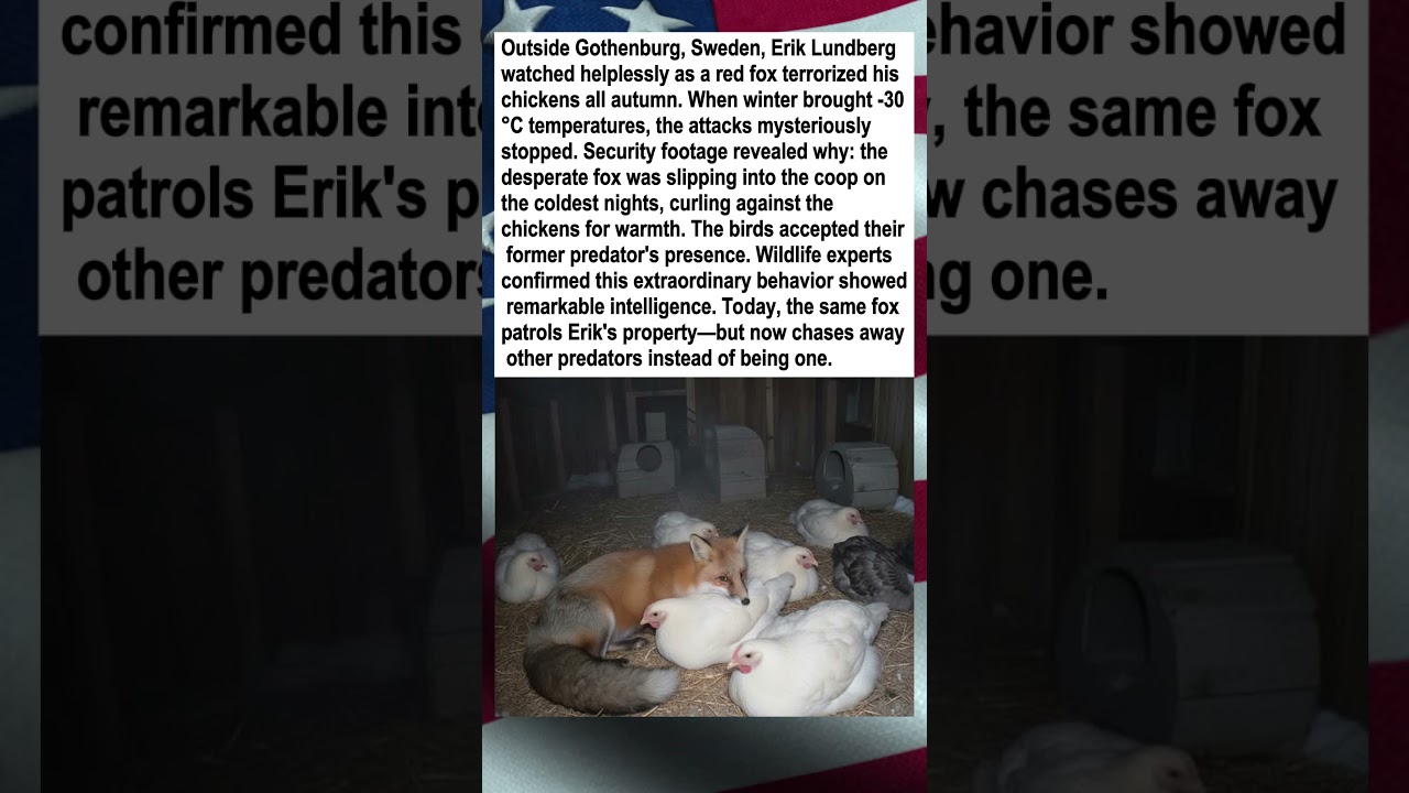 Fox Becomes Protector of Chickens It Once Hunted