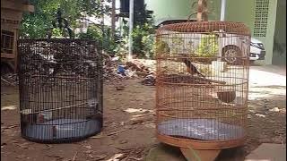 Murai Bordan VS Murai Medan