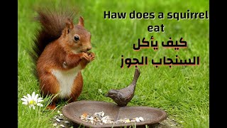 How daes a squirel eat  - squirel  كيف يأكل السنجاب الجوز