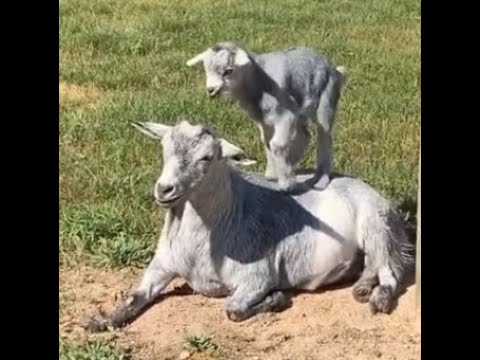 [new-2019!!]-funny,-fainting-and-cute-goat-videos-compilation