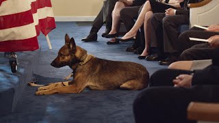【军犬麦克斯】主人在战场上被害军犬想尽办法为主人报仇「一语道破电影」