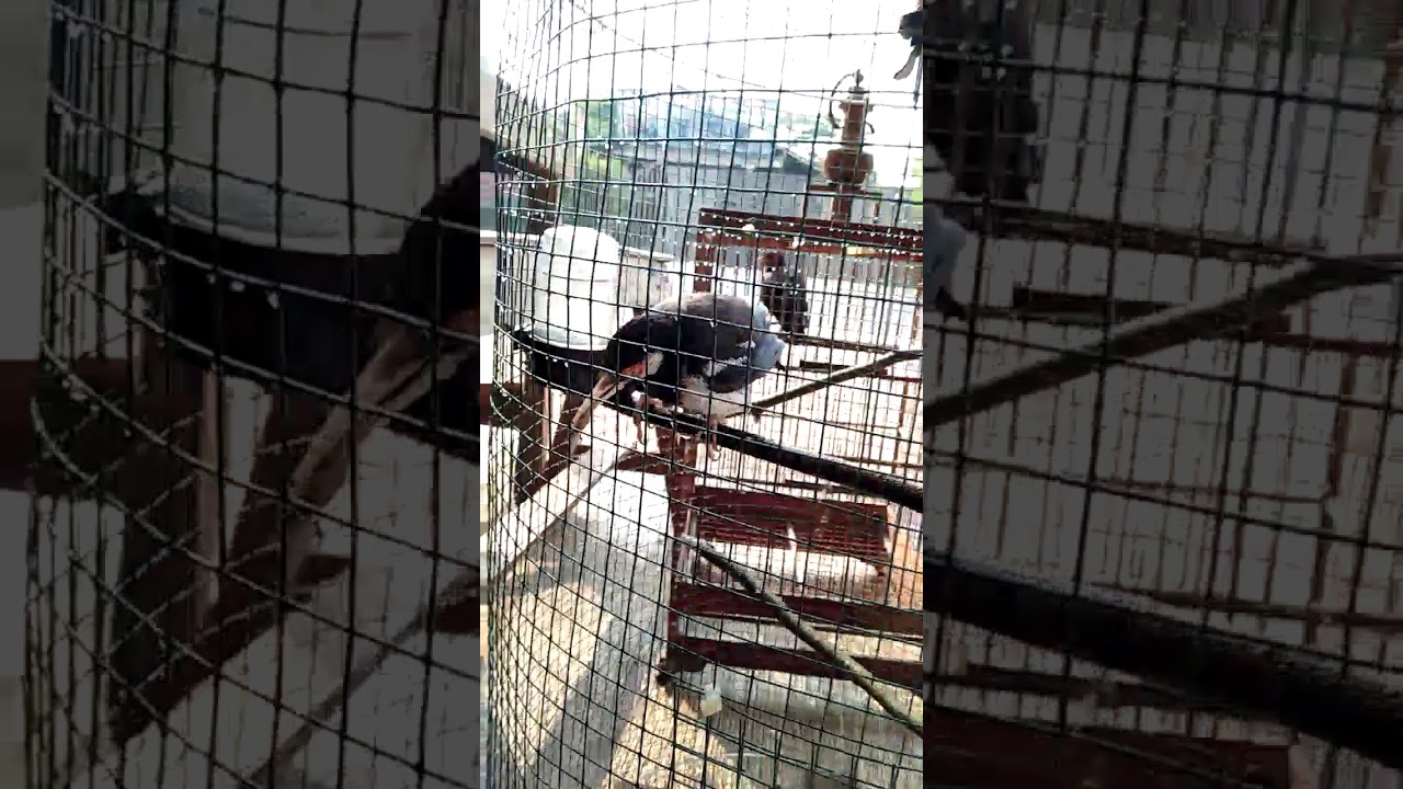 Suara burung jalak gacor 
