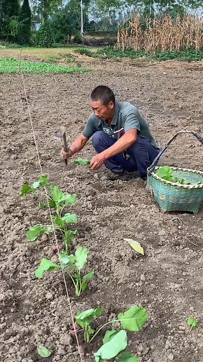 Planting Radish plants Tutorial #farming #shorts