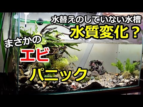 水質変化でエビパニック 水替えのしていない水槽の水替え メダカ水槽 Youtube