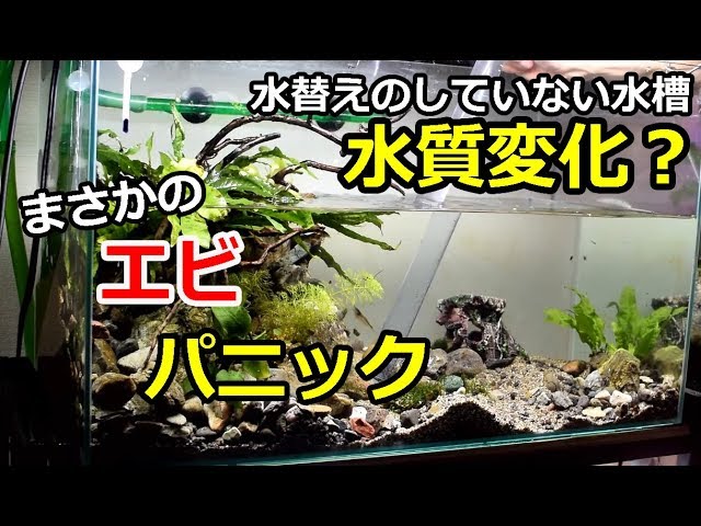 水質変化でエビパニック 水替えのしていない水槽の水替え メダカ水槽 Youtube