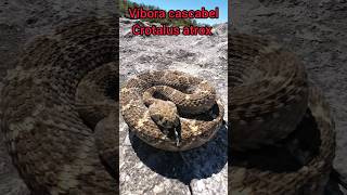 víbora cascabel &quot;crotalus atrox&quot; #snake #serpiente #animales serpientes venenosas #naturaleza