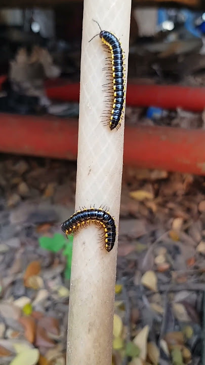 LIHAT BAGAIMANA CARA MILIPEDE INI MEMBALIKAN BADANNYA !!! #millipede #kakiseribu #luwing