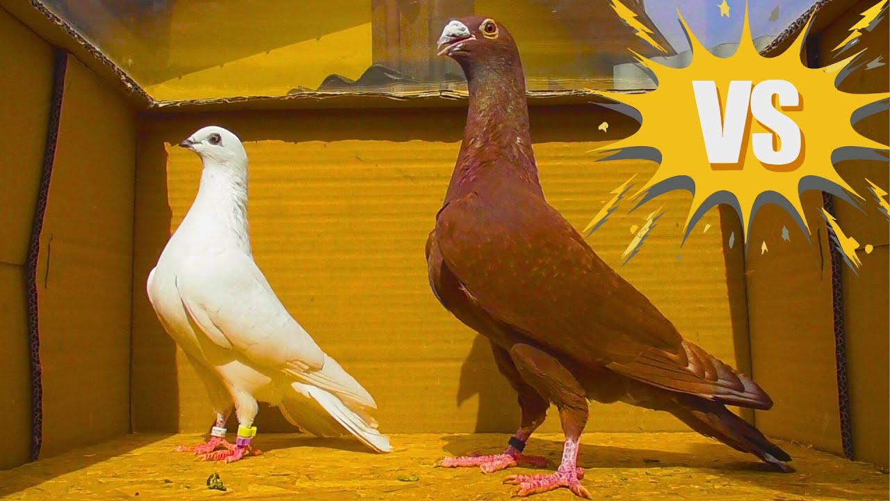 Мои Высоколётные голуби Спасли голубёнка ГИГАНТА 😍