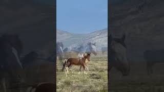 Wild mustangs