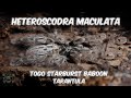 Heteroscodra Maculata  - Togo starburst baboon TARANTULA