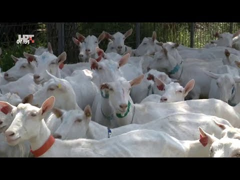 Video: Uzgajanje I Korištenje Kozje Rute