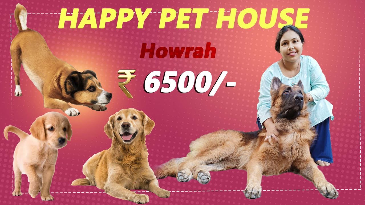DOG BREEDS AZ DOG BREED STANDARDS BAGNAN HAPPY PET HOUSE