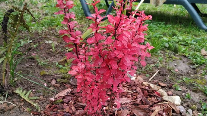 Пензадан келген секс студенттері Қыз шампан бөтелкесімен мастурбация жасайды