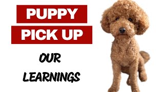 Miniature Poodle Puppy Pick Up From Breeder - Our Learnings
