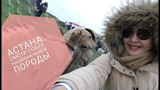 АСТАНА. Смотр собак национальной породы тазы АСТАНА. Смотр собак национальной породы тазы