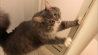 浴室に入りたい猫 ノルウェージャンフォレストキャットCat wanting to enter the bathroom.Norwegian Forest Cat.