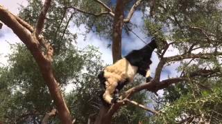 TREE GOATS 2 (climbing up a tree)