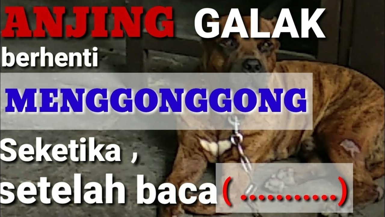 CARA MENGHADAPI dan MENJINAKAN ANJING GALAK MENGGONGGONG ...