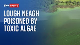 Lough Neagh The Freshwater Lake Being Poisoned By Toxic Algae