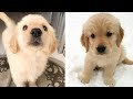 Cute Golden that Will Make Your Day So Much Better 🥰 | Cute Puppies