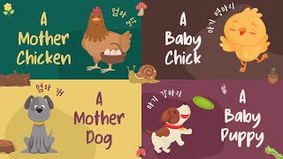 baby animal names 아기동물이름 영어단어로 배우기