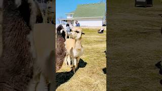 Alpaca Farm #alpaca #Animals #Farm Alpaca Farm #alpaca #Animals #Farm