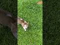 #catsofyoutube #cat #catshorts #travel #srilanka #puppies #dogs #pets #petsvlog #petlover #catvideo