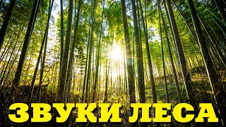 Звуки леса