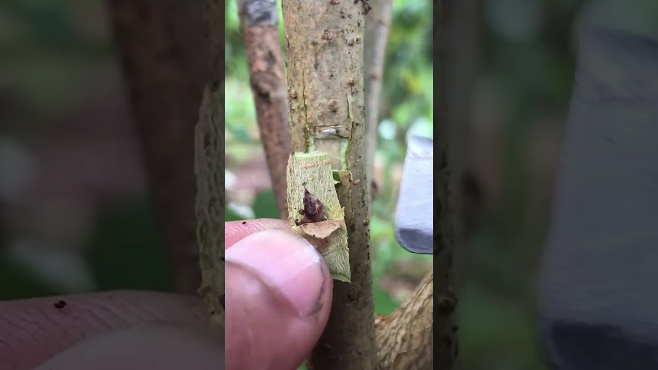 Mulberry Bud Grafting EP365