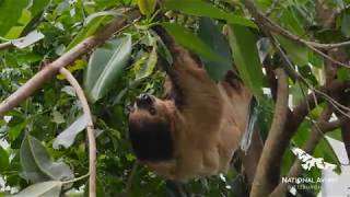 Spend International Sloth Day at the National Aviary